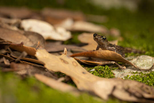 Image of Sardinian cave salamander