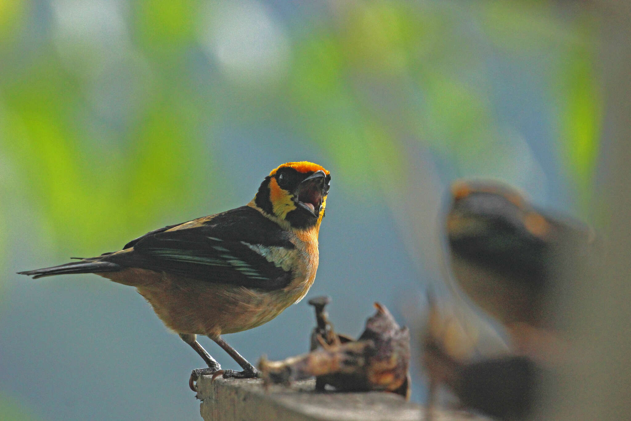 Image of Flame-faced Tanager