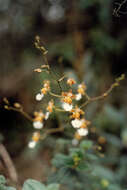 Image of Gomesa warmingii (Rchb. fil.) M. W. Chase & N. H. Williams