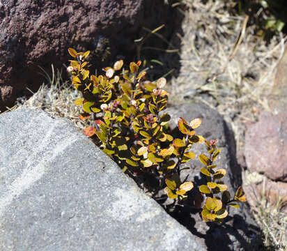 Imagem de Gaultheria colensoi Hook. fil.