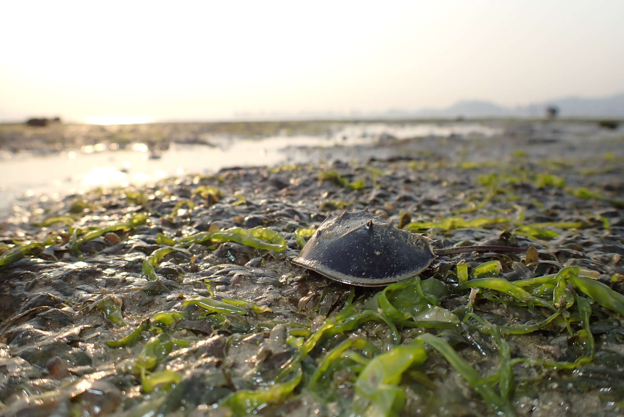 Image of Horseshoe Crab