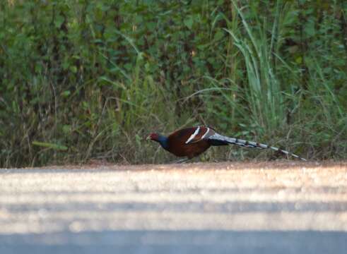 Image of Hume's Bar-tailed Pheasant