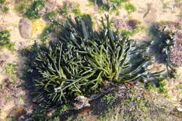 Image of Codium tomentosum