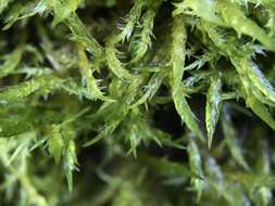 Image of calliergonella moss