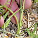 Image of Romulea obscura var. obscura