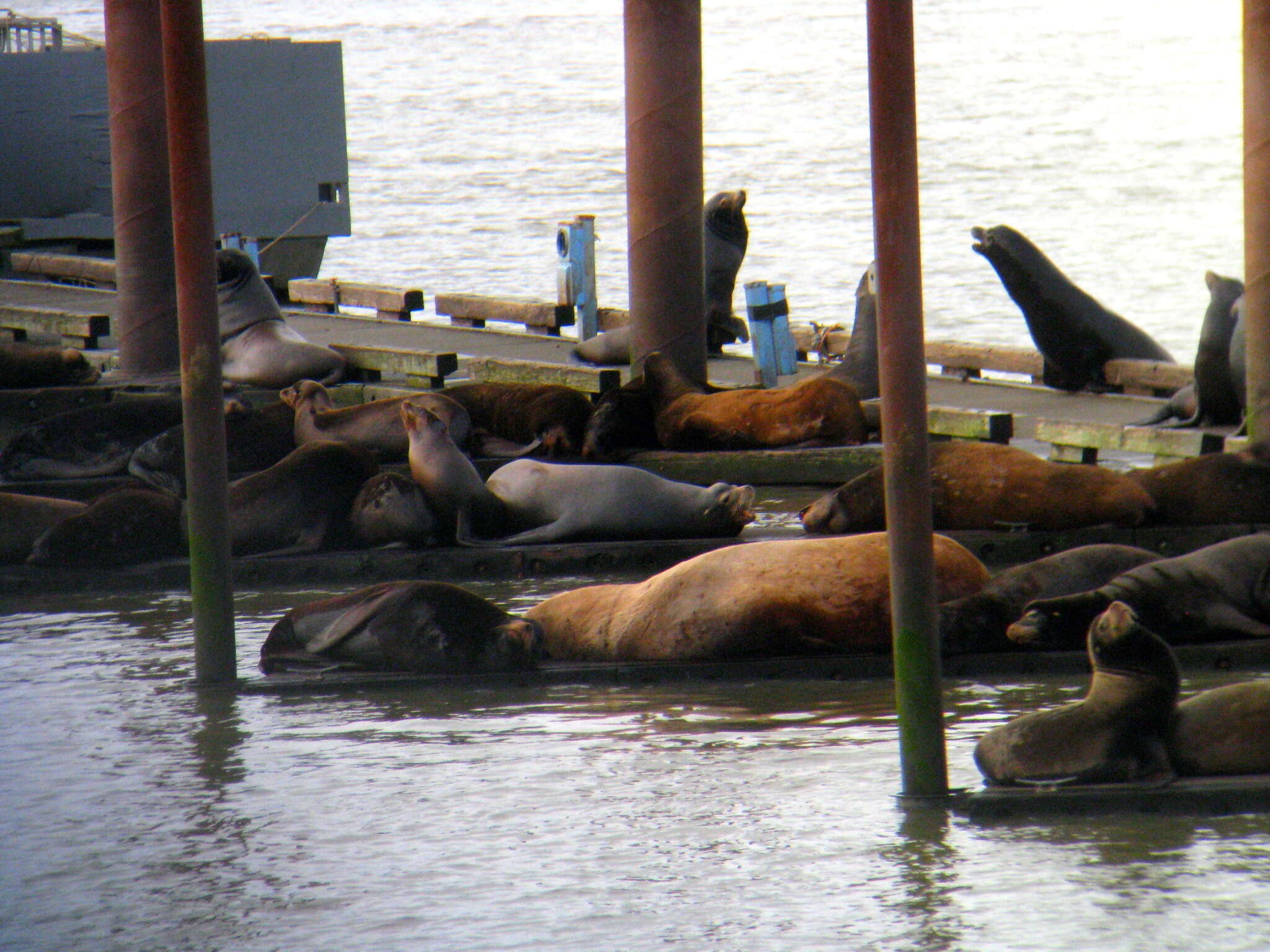 Image of northerns sea lions