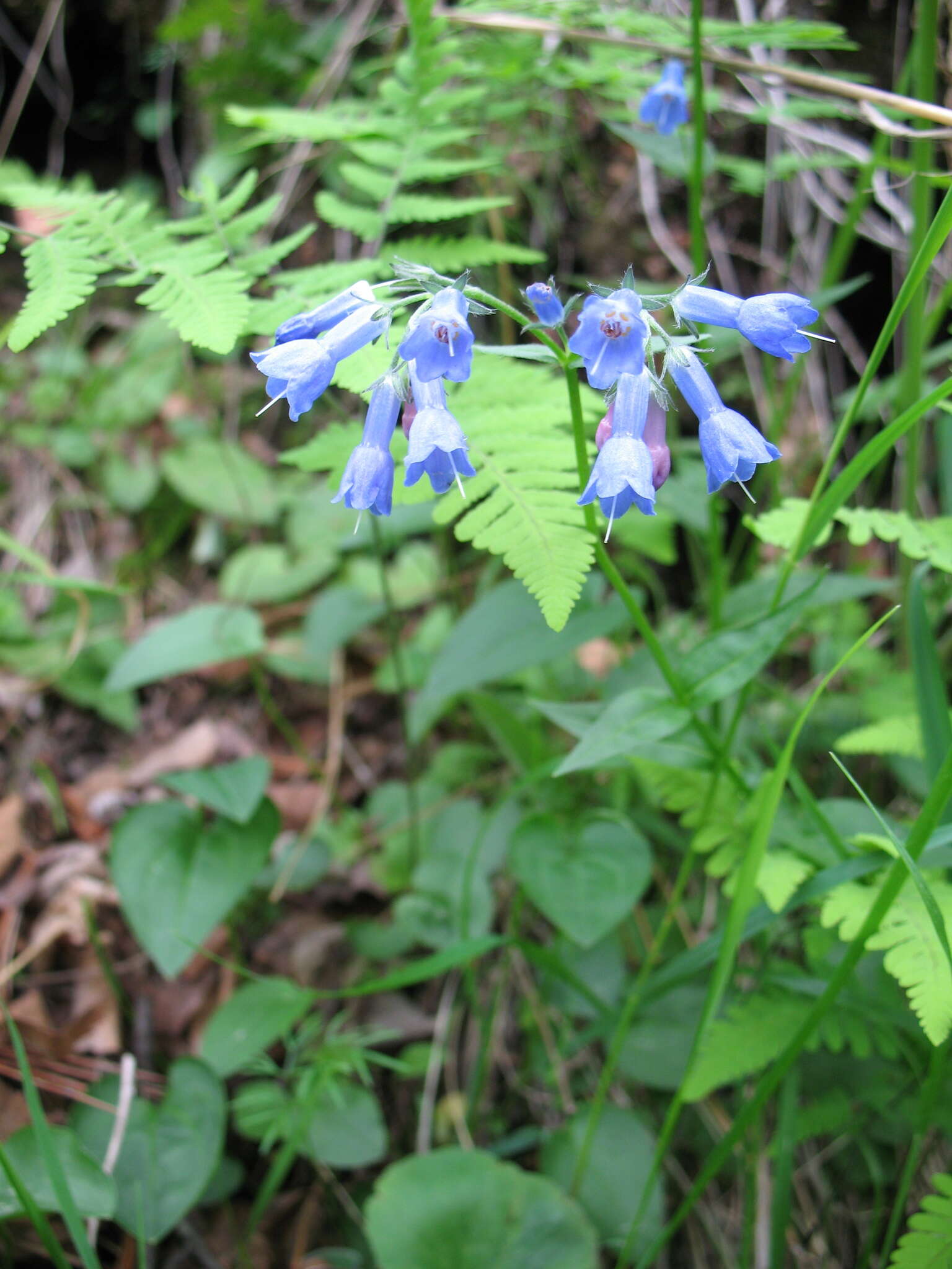 Image de Mertensia stylosa (Fisch.) DC.