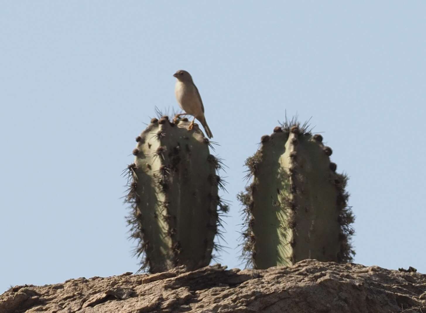 Image of Neoraimondia arequipensis (Meyen) Backeb.