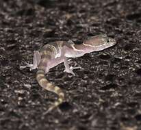 Image of Western Banded Gecko