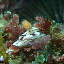 Image of Hypselodoris cerisae Gosliner & R. F. Johnson 2018