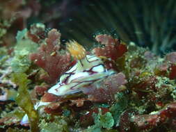 Image of Hypselodoris cerisae Gosliner & R. F. Johnson 2018