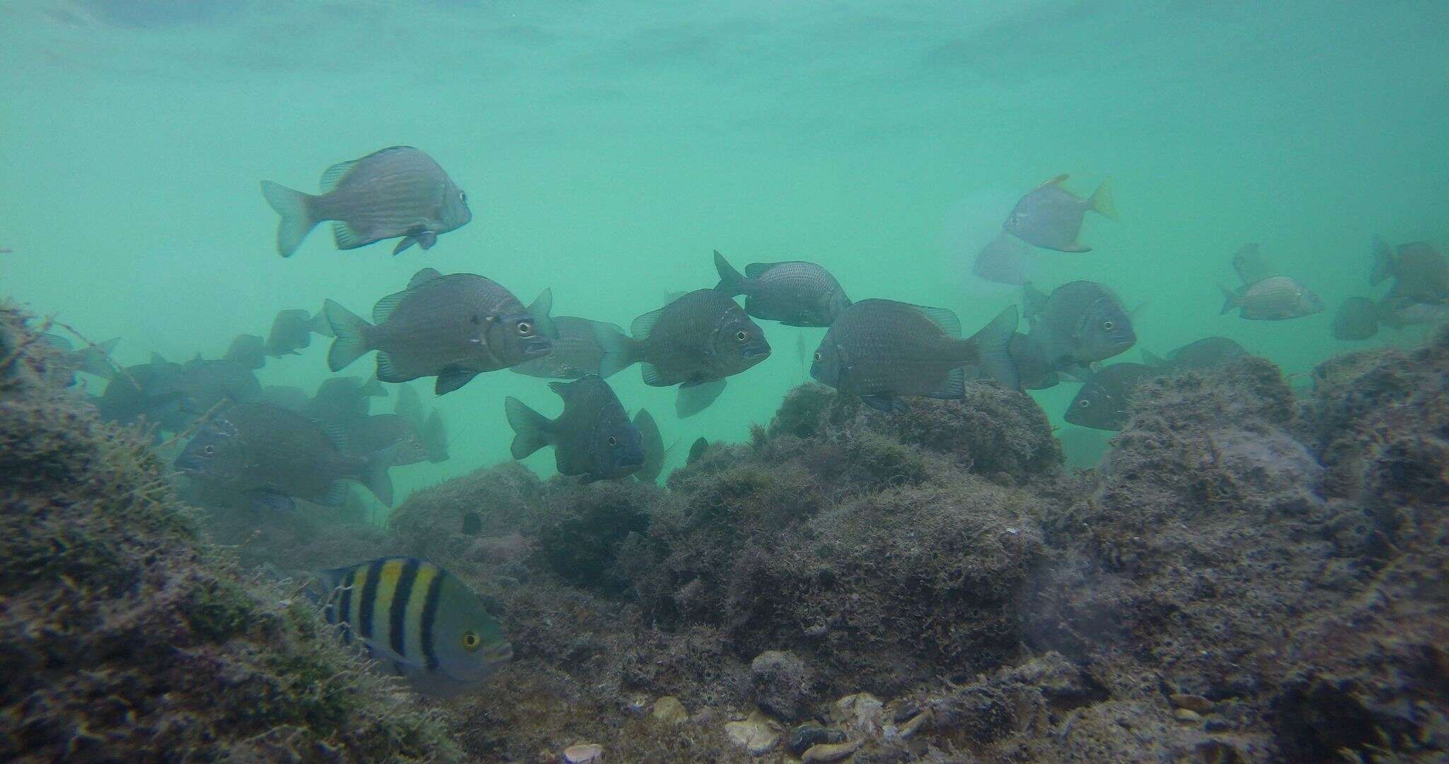 Image of Black Bream