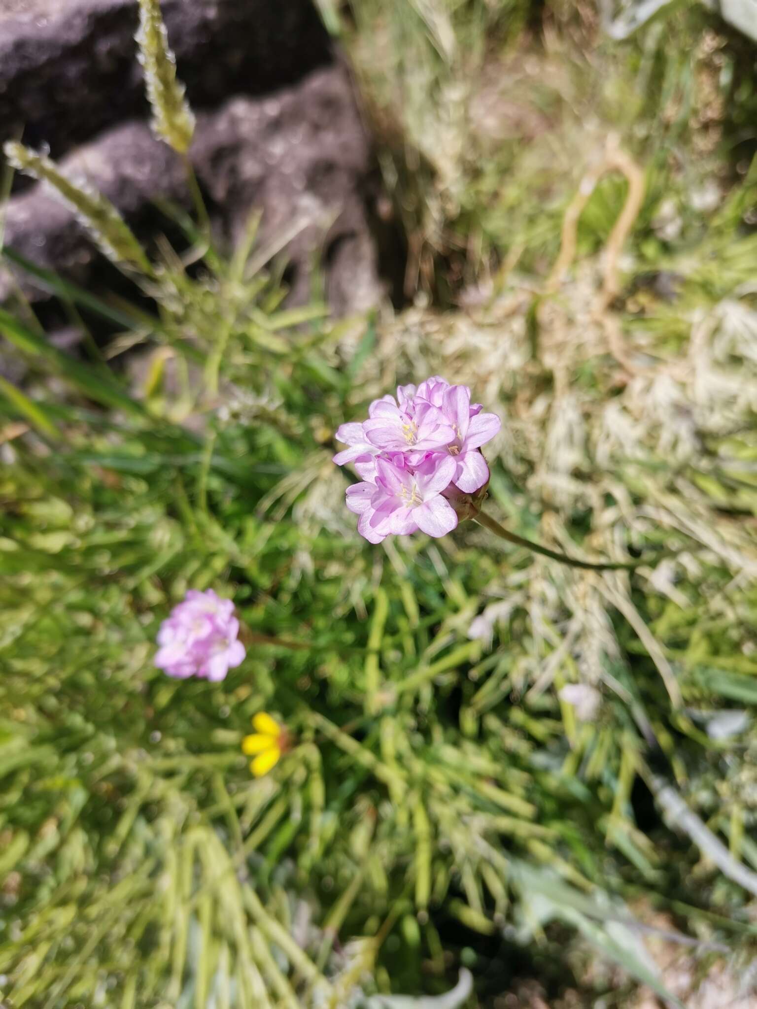 Image of Armeria maderensis Lowe