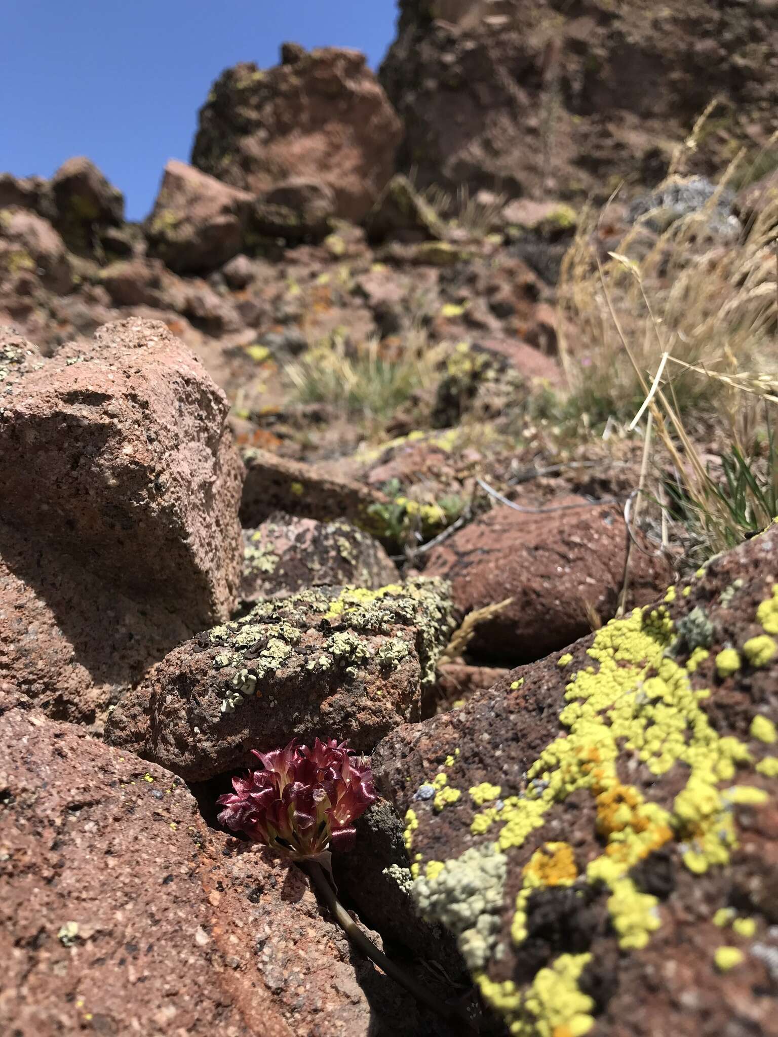 Image of Spanish Needle onion