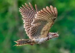 Image of Papuan Frogmouth