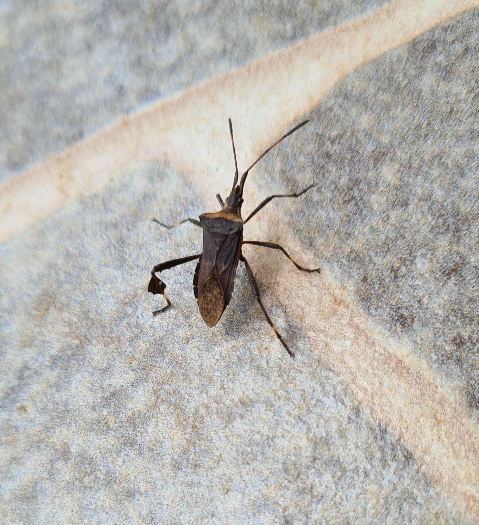 Image of Leaf-footed bug