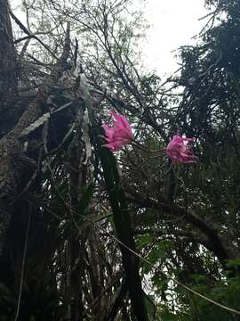 Image of Laelia gouldiana Rchb. fil.