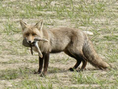 Image of Vulpes vulpes silacea Miller 1907