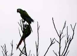 Image of Chestnut-fronted Macaw