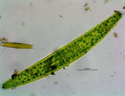 Image of Closterium lunula