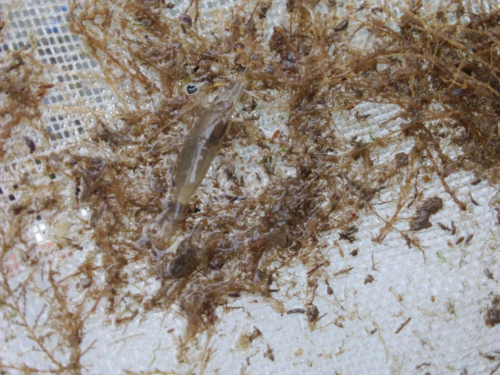 Image of common grass shrimp
