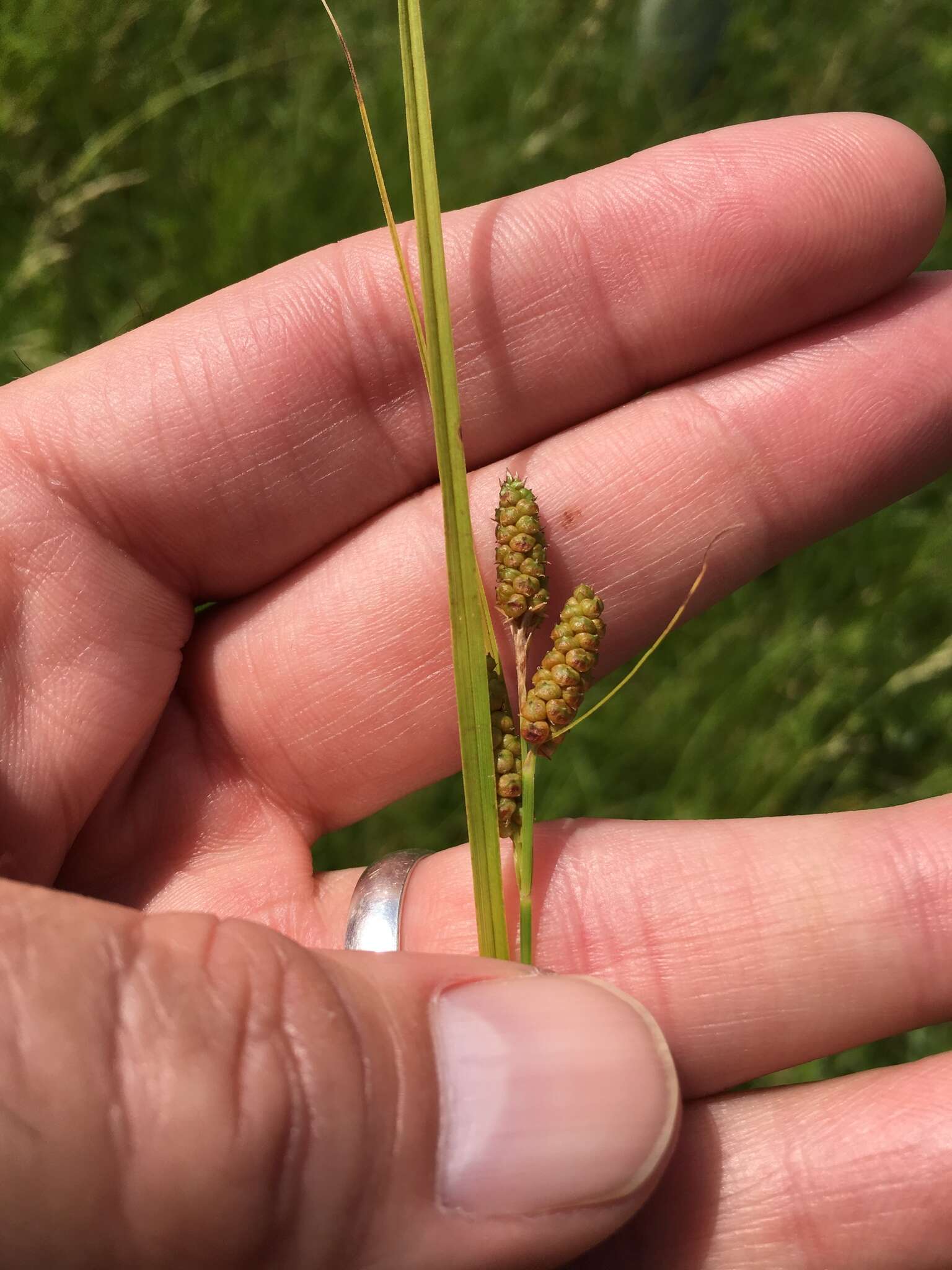 Carex caroliniana Schwein. resmi