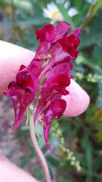 Image of roadside toadflax