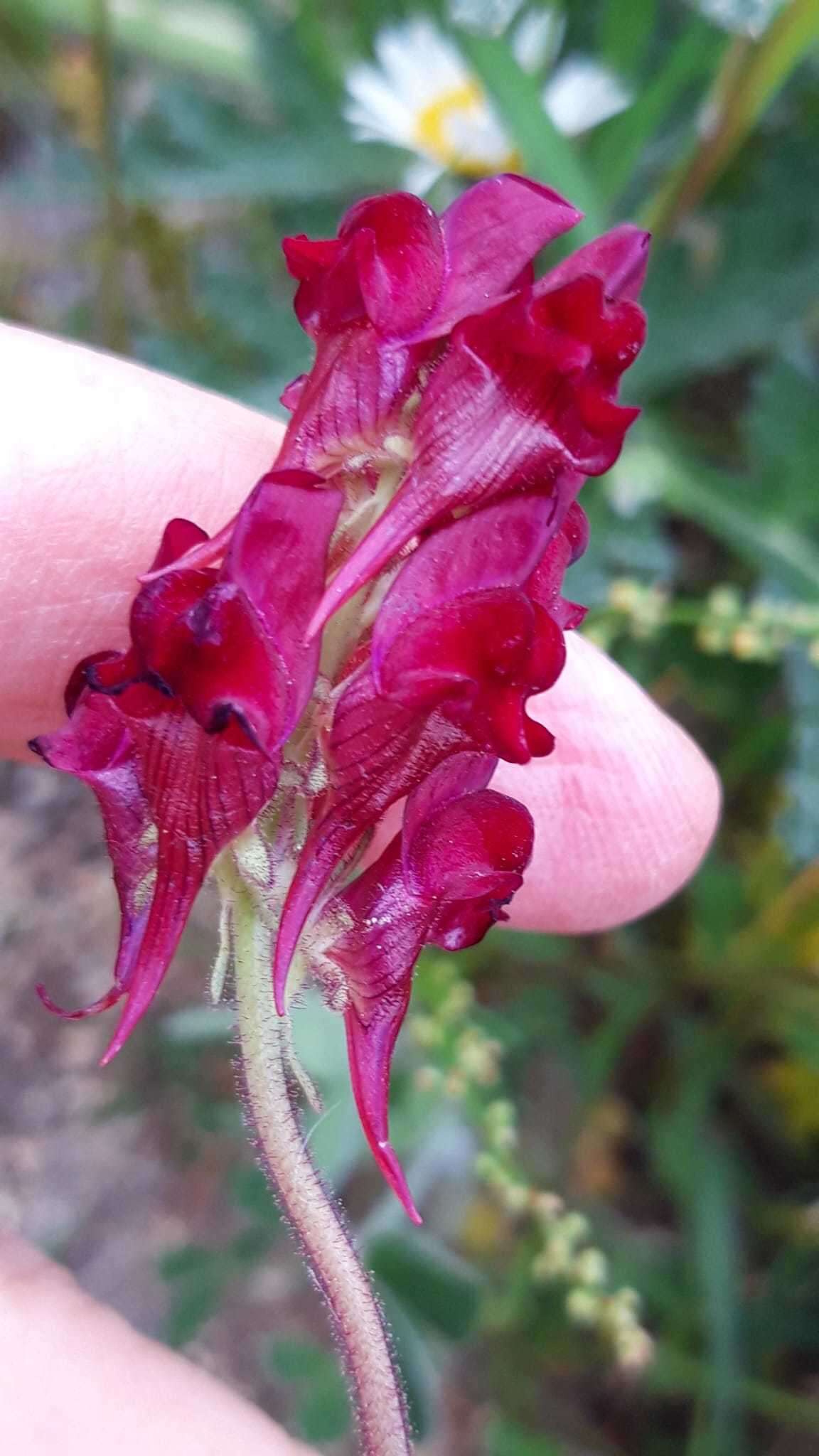 Image of roadside toadflax