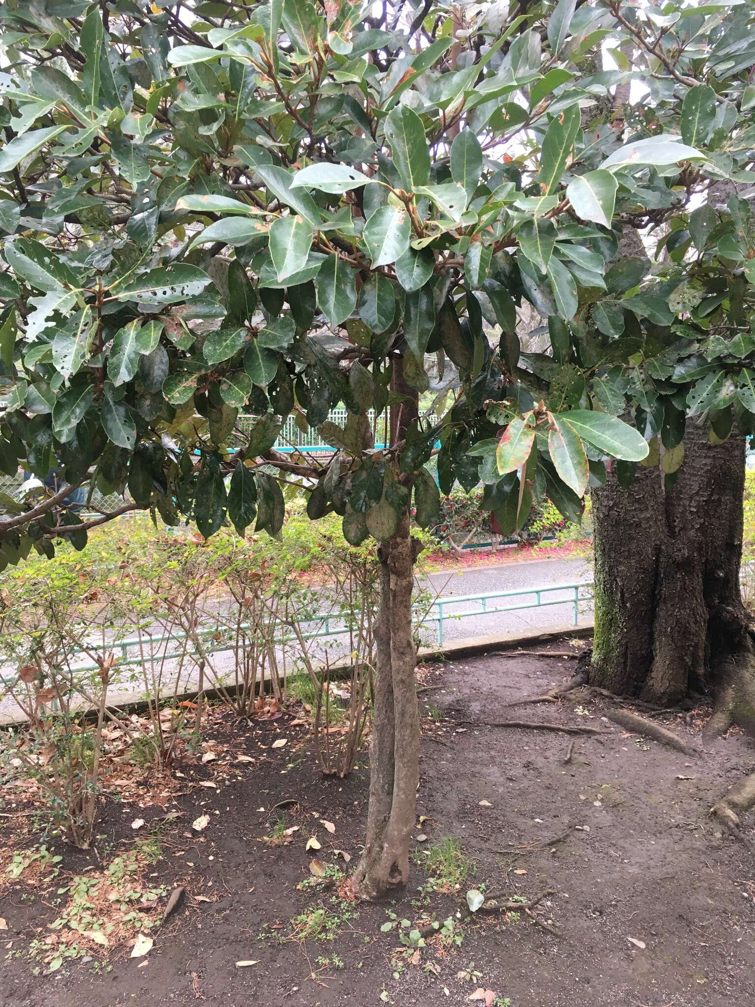 Image of Viburnum odoratissimum Ker-Gawl.