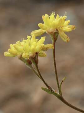 Слика од Eriogonum congdonii (S. Stokes) Reveal