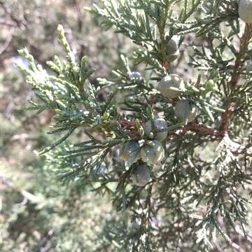 Image of Juniperus deppeana var. deppeana