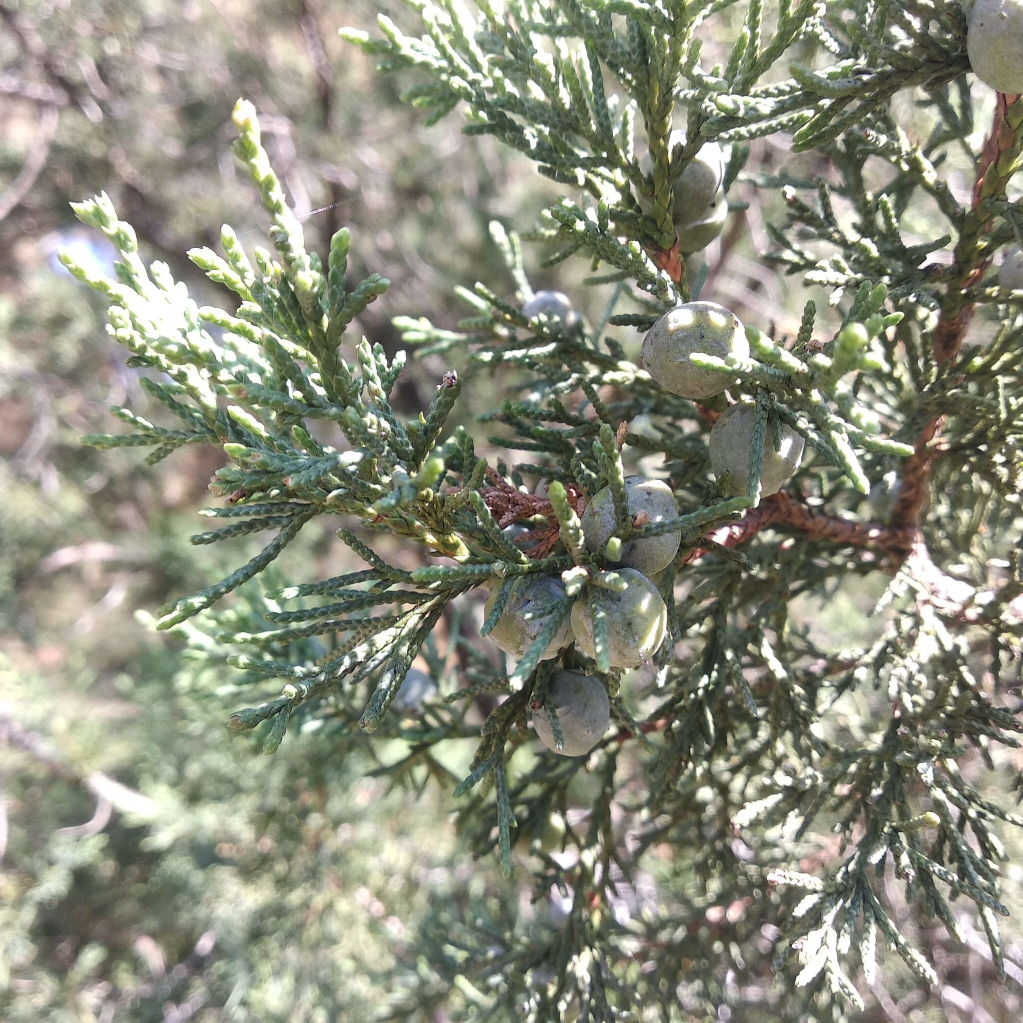 Juniperus deppeana var. deppeana的圖片