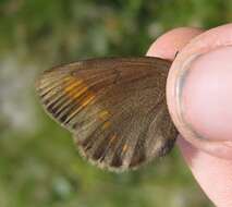 Image of Blind Ringlet