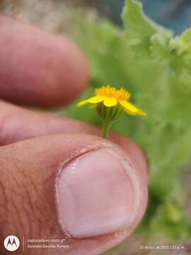 Perityle cuneata Brandeg. resmi