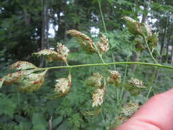 Слика од Puccinia nitida (F. Strauss) Barclay 1891