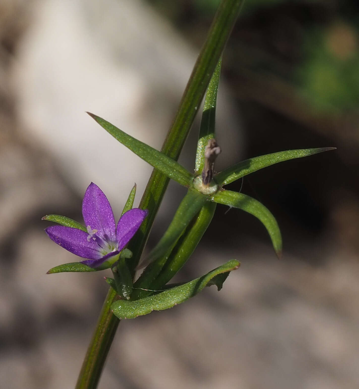 Image of Legousia falcata (Ten.) Fritsch ex Janch.