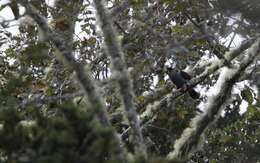 Image of Gray-breasted Mountain-toucan