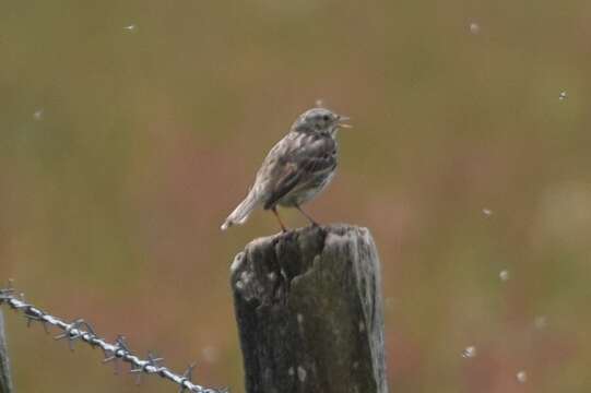 Image of Meadow Pipit