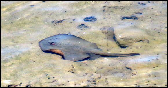 Image of Haller&#39;s round ray