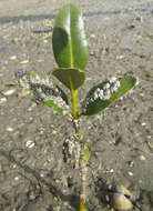 Image of New Zealand barnacle