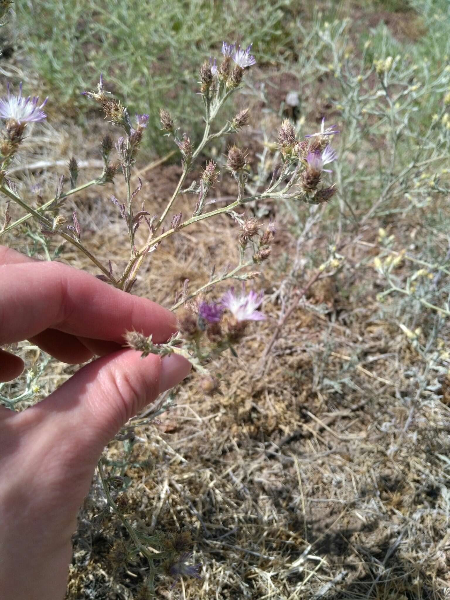 Image of diffuse knapweed