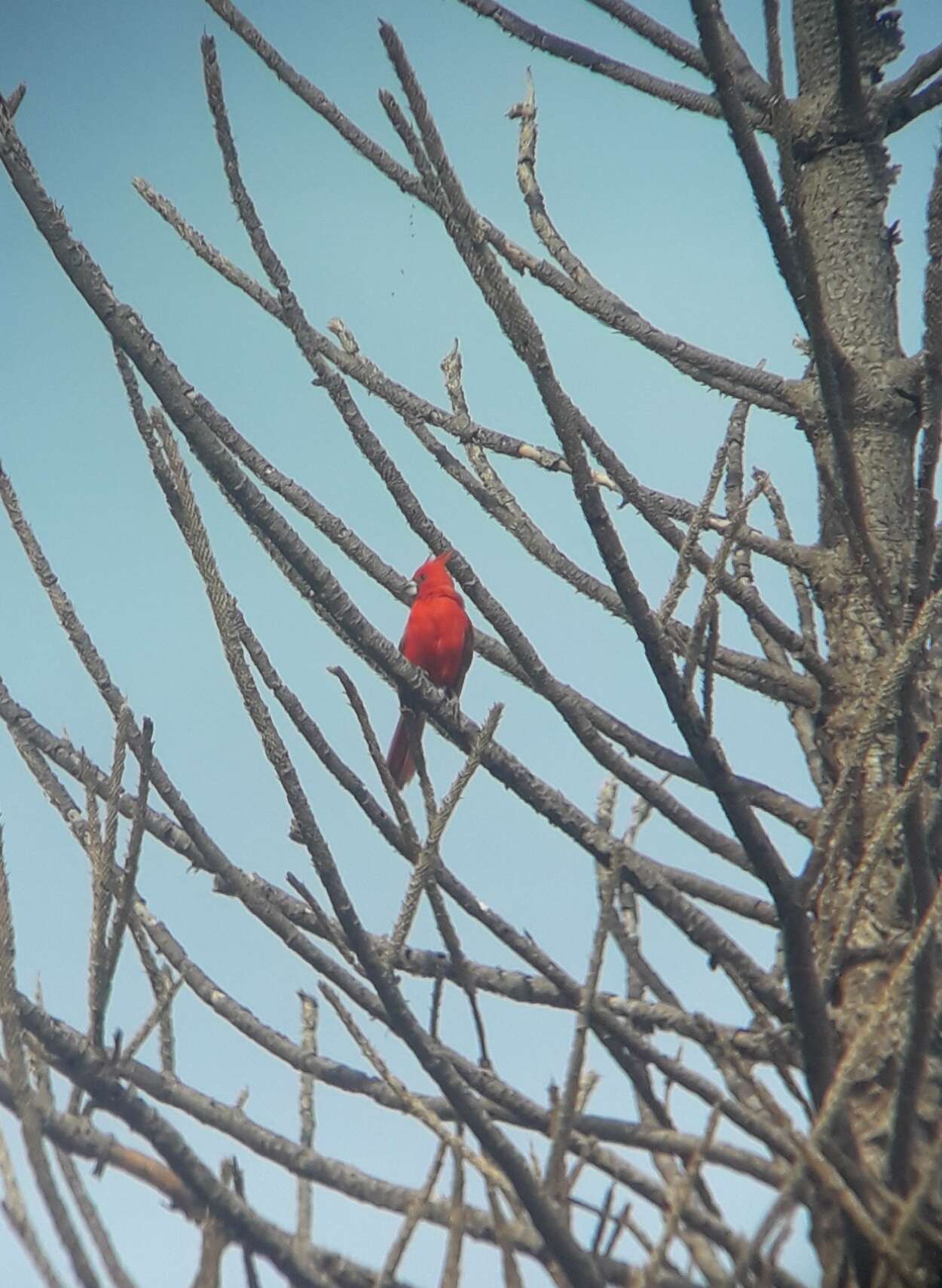 Plancia ëd Cardinalis phoeniceus Bonaparte 1838