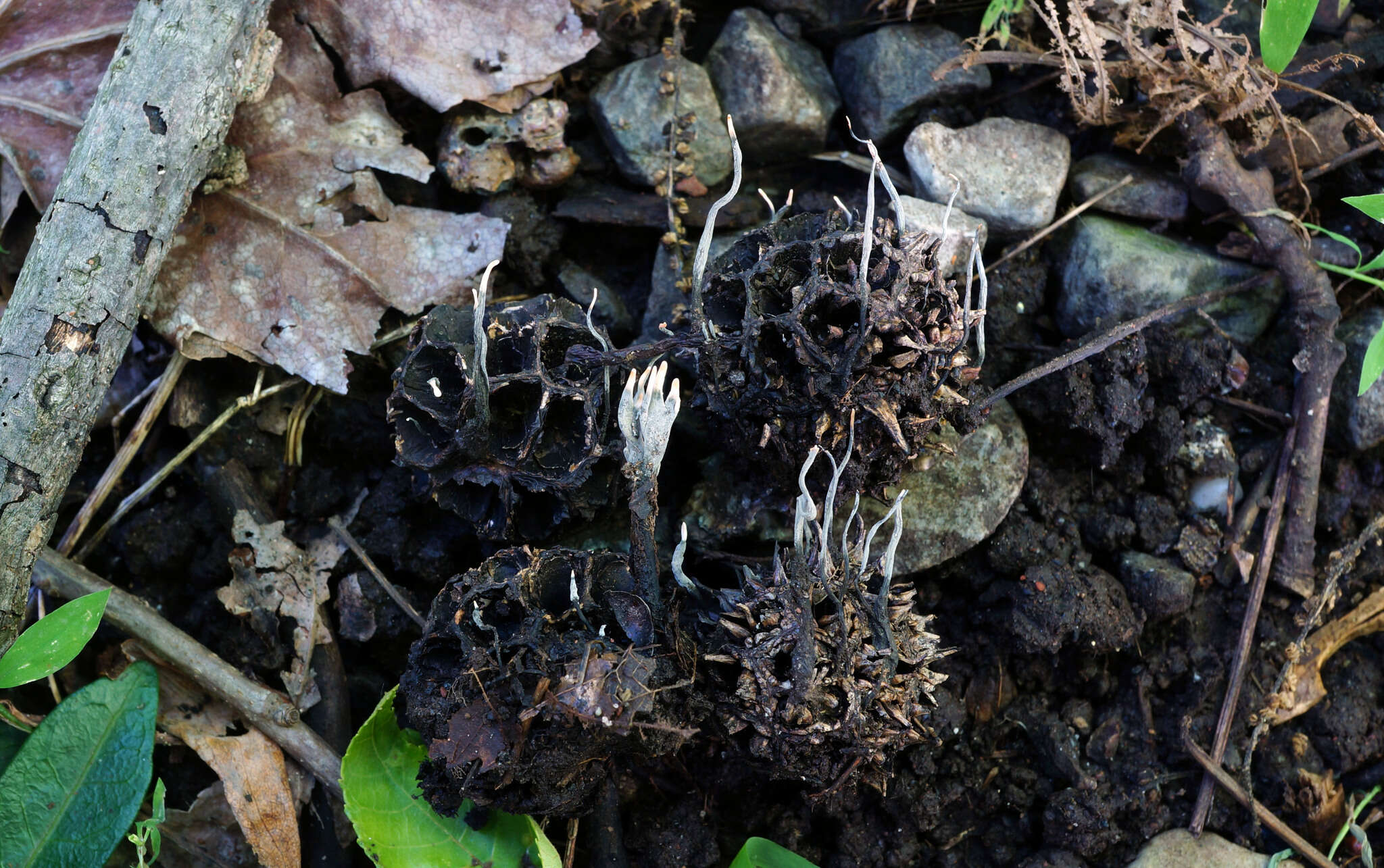 Imagem de Xylaria liquidambaris J. D. Rogers, Y. M. Ju & F. San Martín 2002