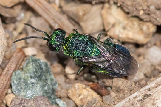 Image of Hedychridium dimidiatum