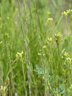 Image of false flax