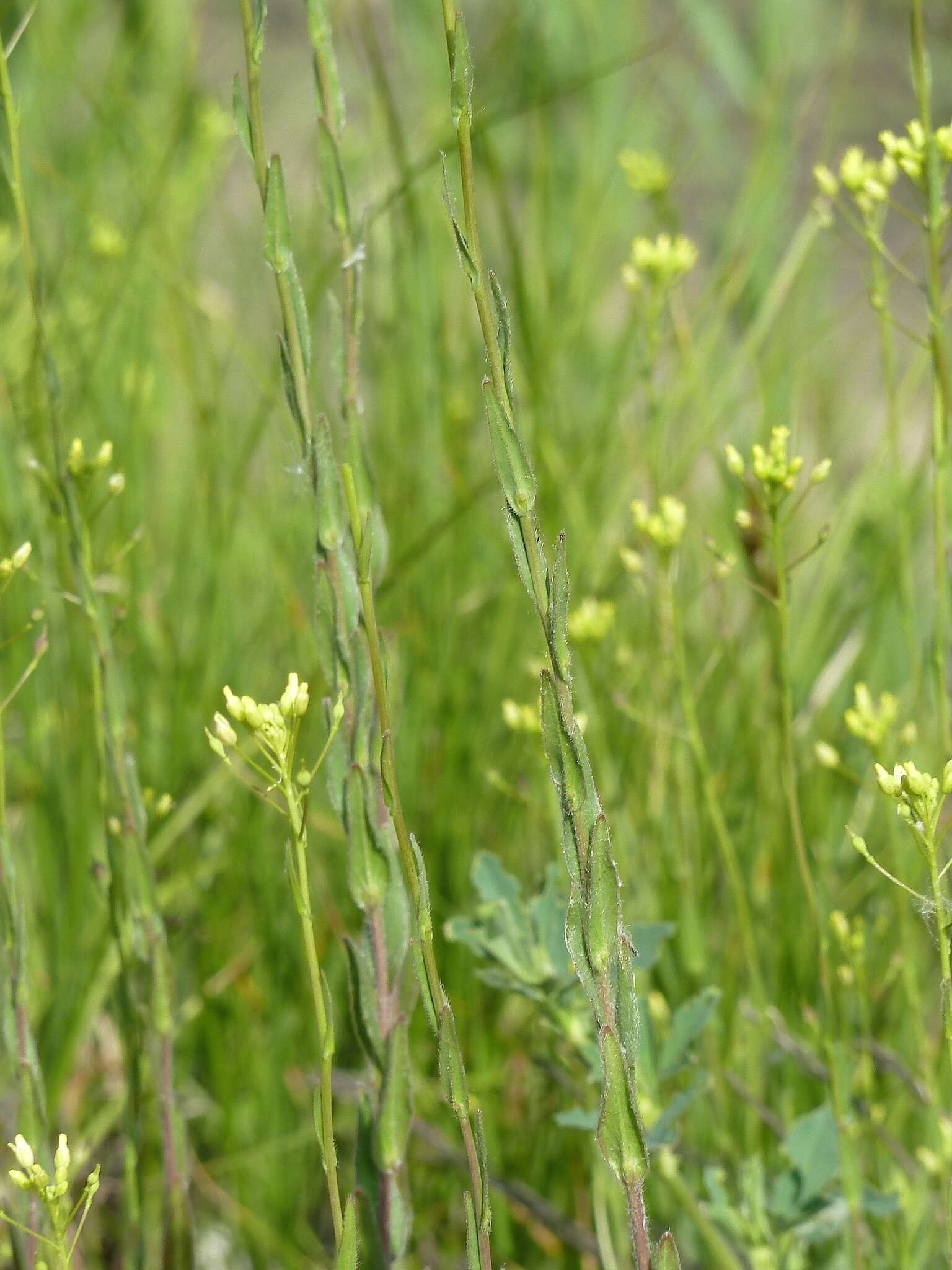 Imagem de Camelina