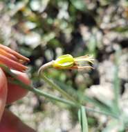 Image of Butte County fritillary