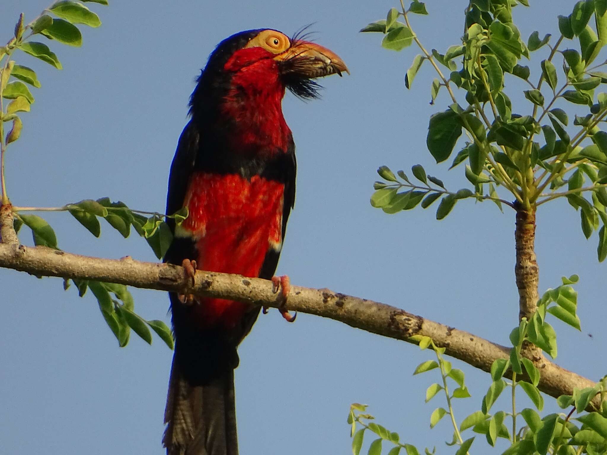 Image of Bearded Barbet