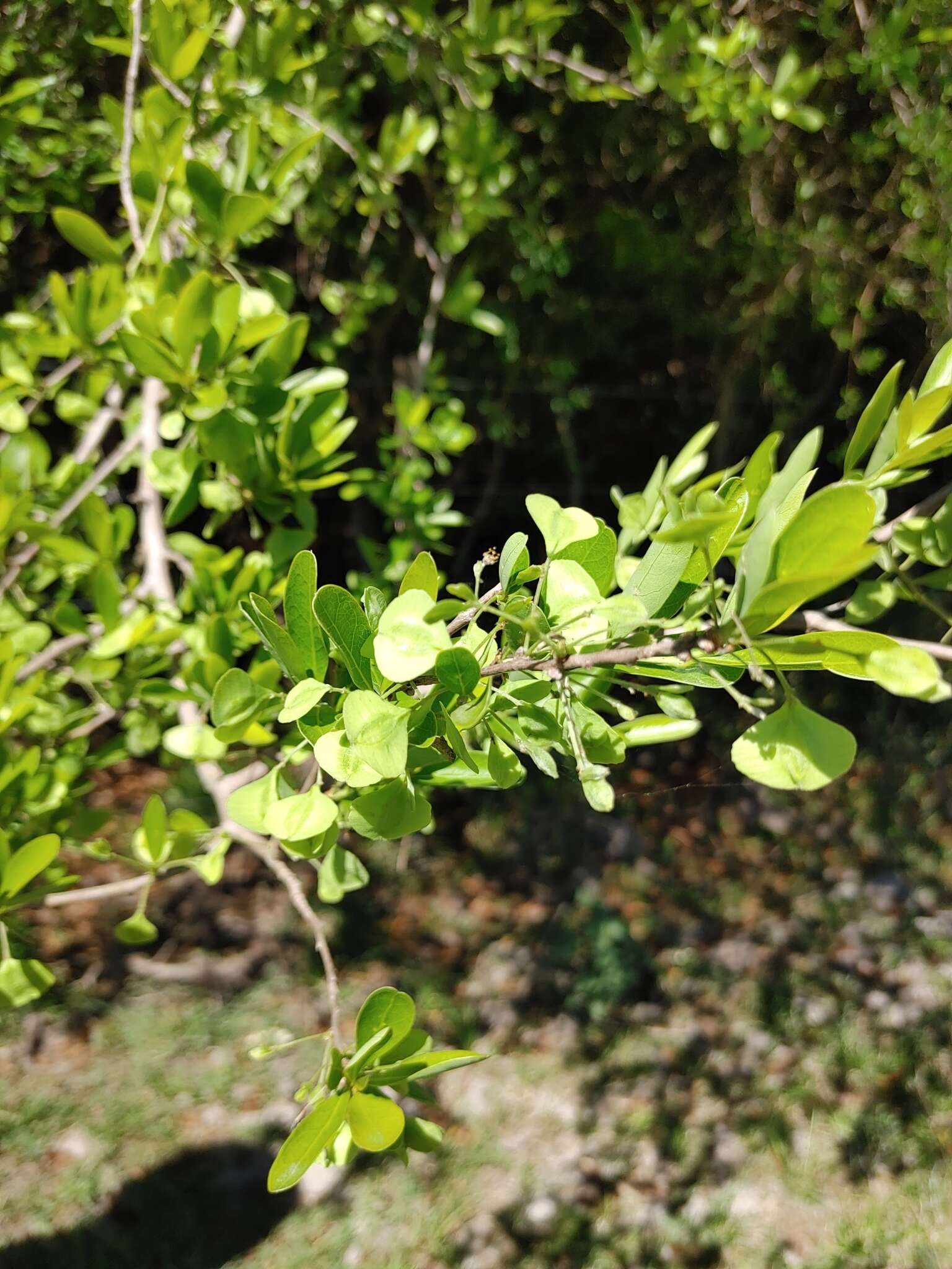 Sivun Terminalia triflora (Griseb.) Lillo kuva