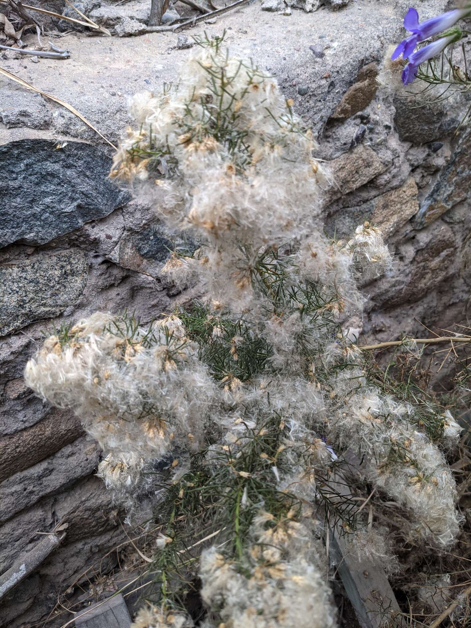 Image of Baccharis linearis (Ruiz & Pavón) Pers.